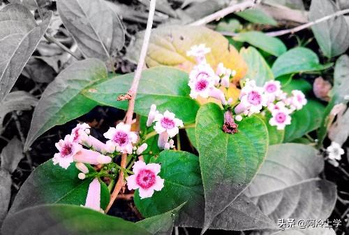 老师二胎难产去世